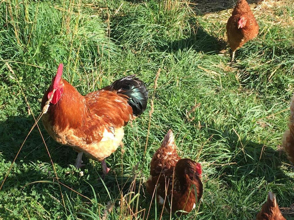 Ferienhof Weber Nieratz Wangen im Allgäu Buitenkant foto