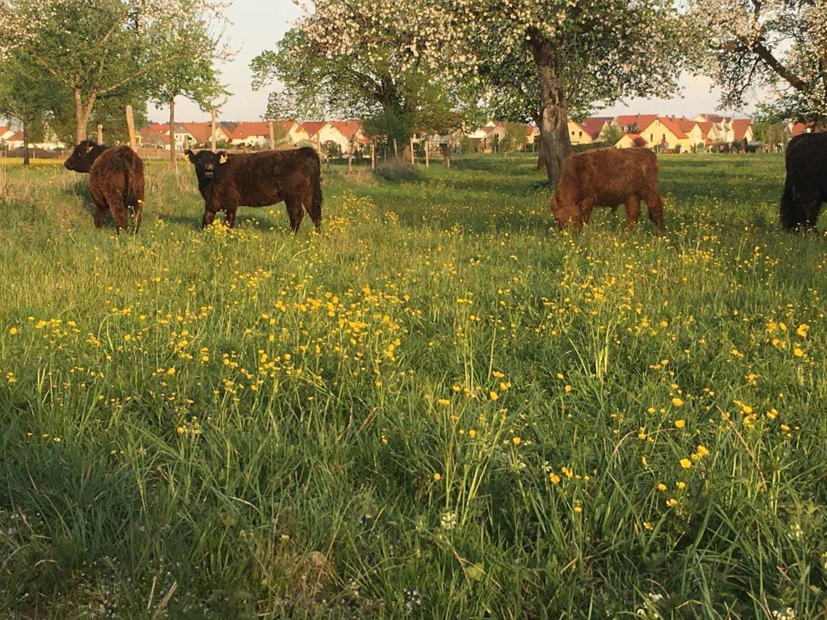 Ferienhof Weber Nieratz Wangen im Allgäu Buitenkant foto
