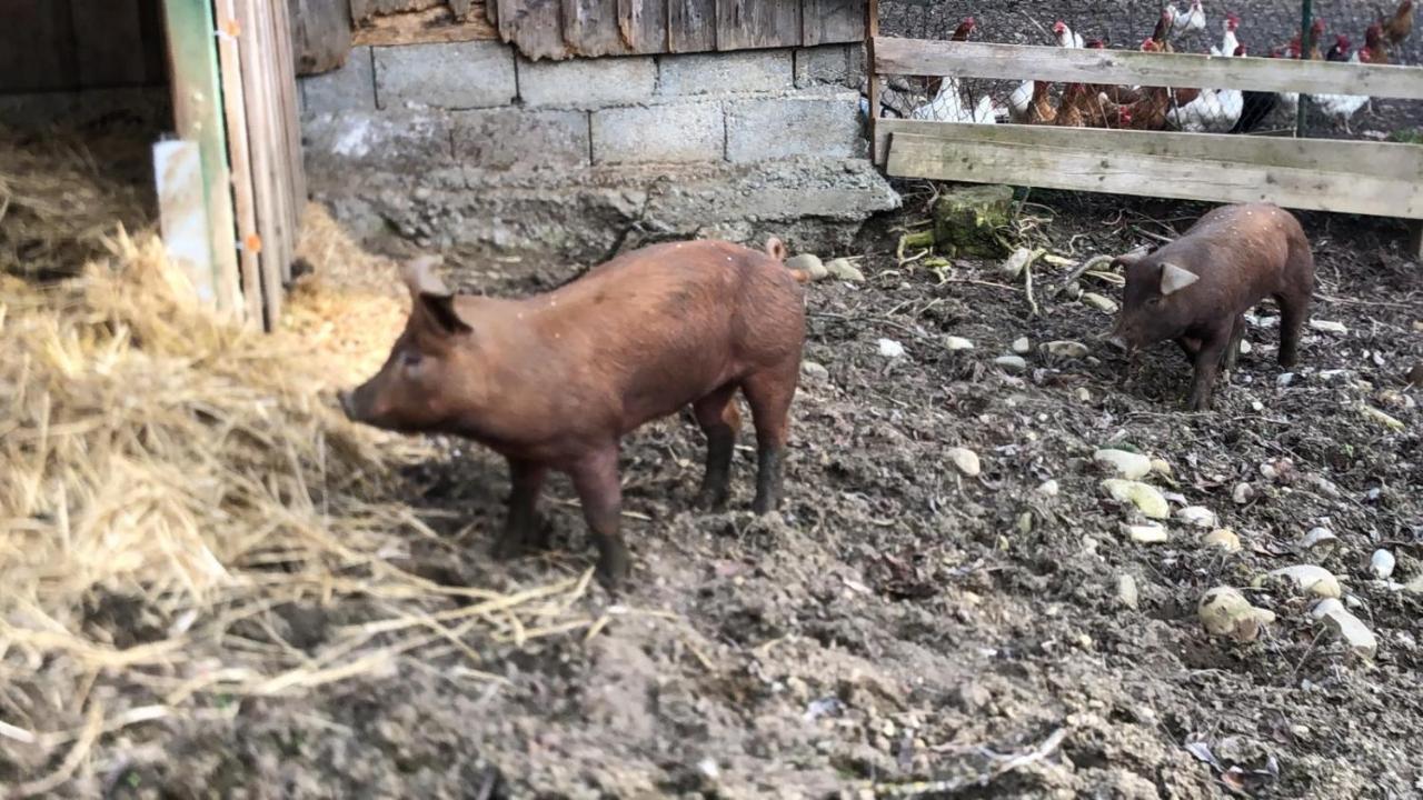 Ferienhof Weber Nieratz Wangen im Allgäu Buitenkant foto