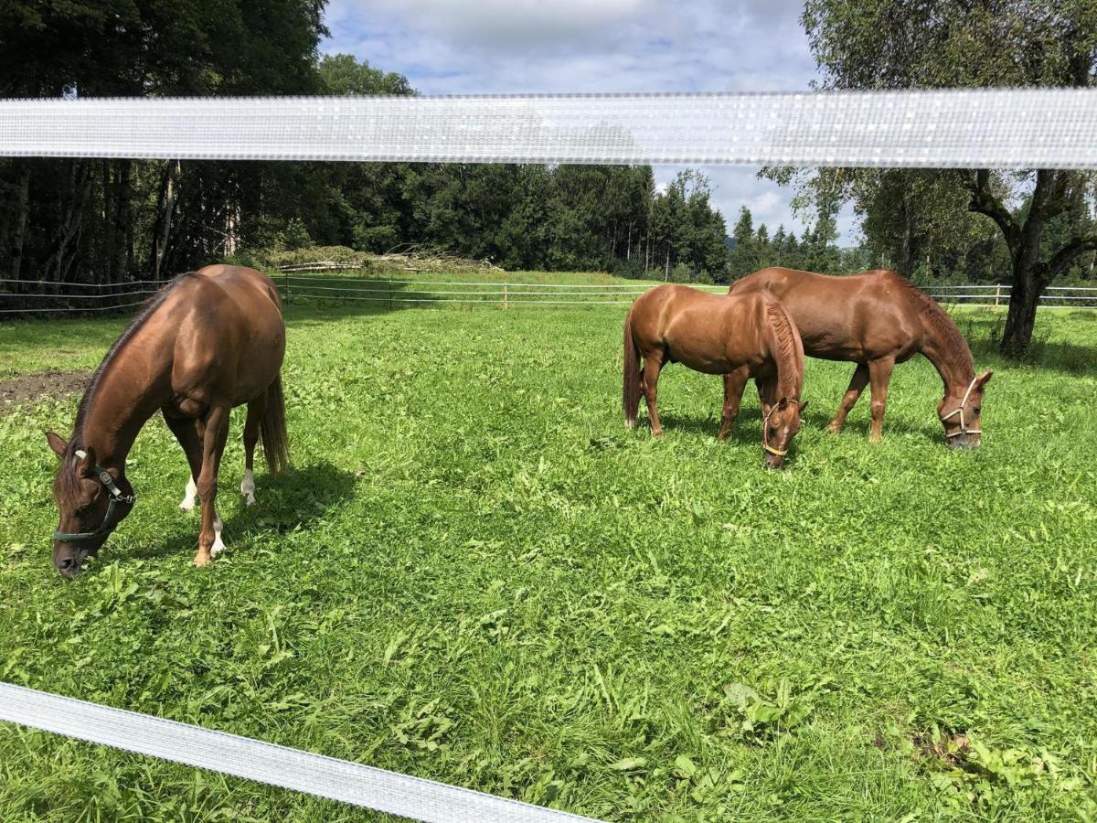 Ferienhof Weber Nieratz Wangen im Allgäu Buitenkant foto
